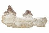 Fossil Primitive Whale (Pappocetus) Jaw Section - Morocco #217827-1